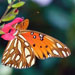 Insects